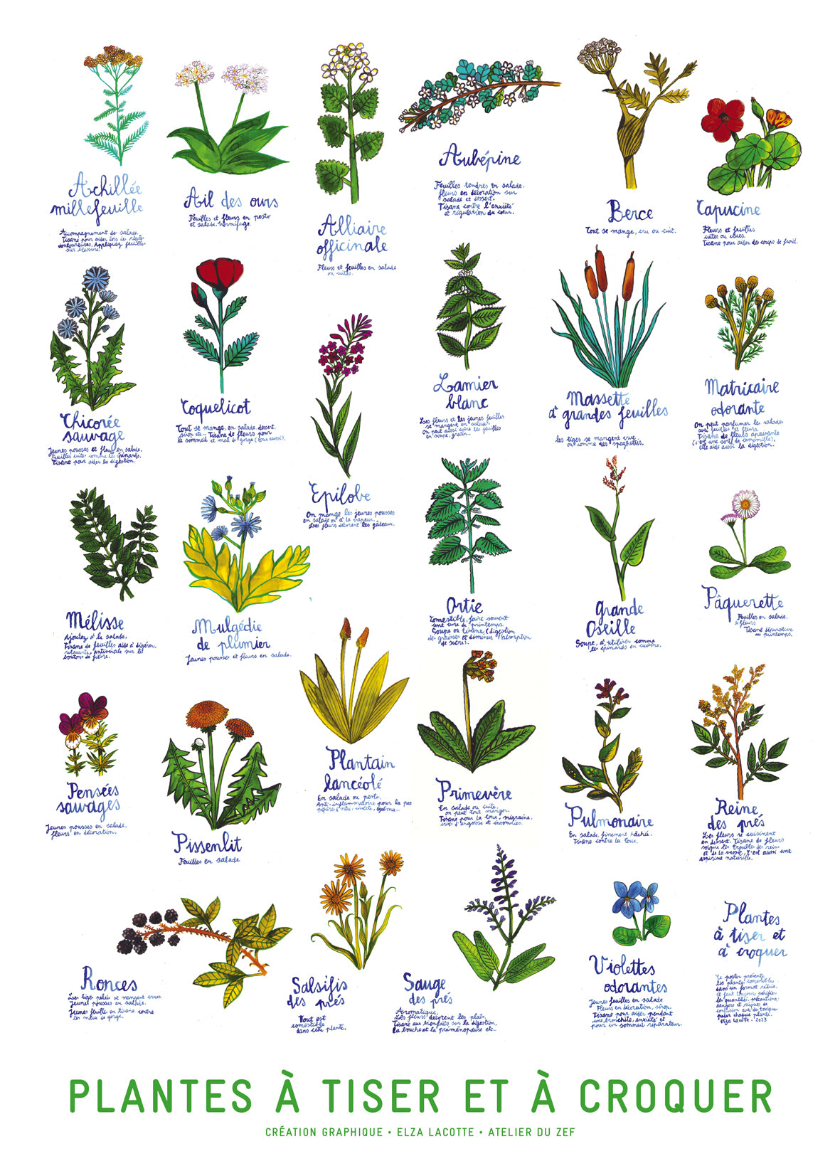 Affiche Herbier, plantes à tiser et à croquer