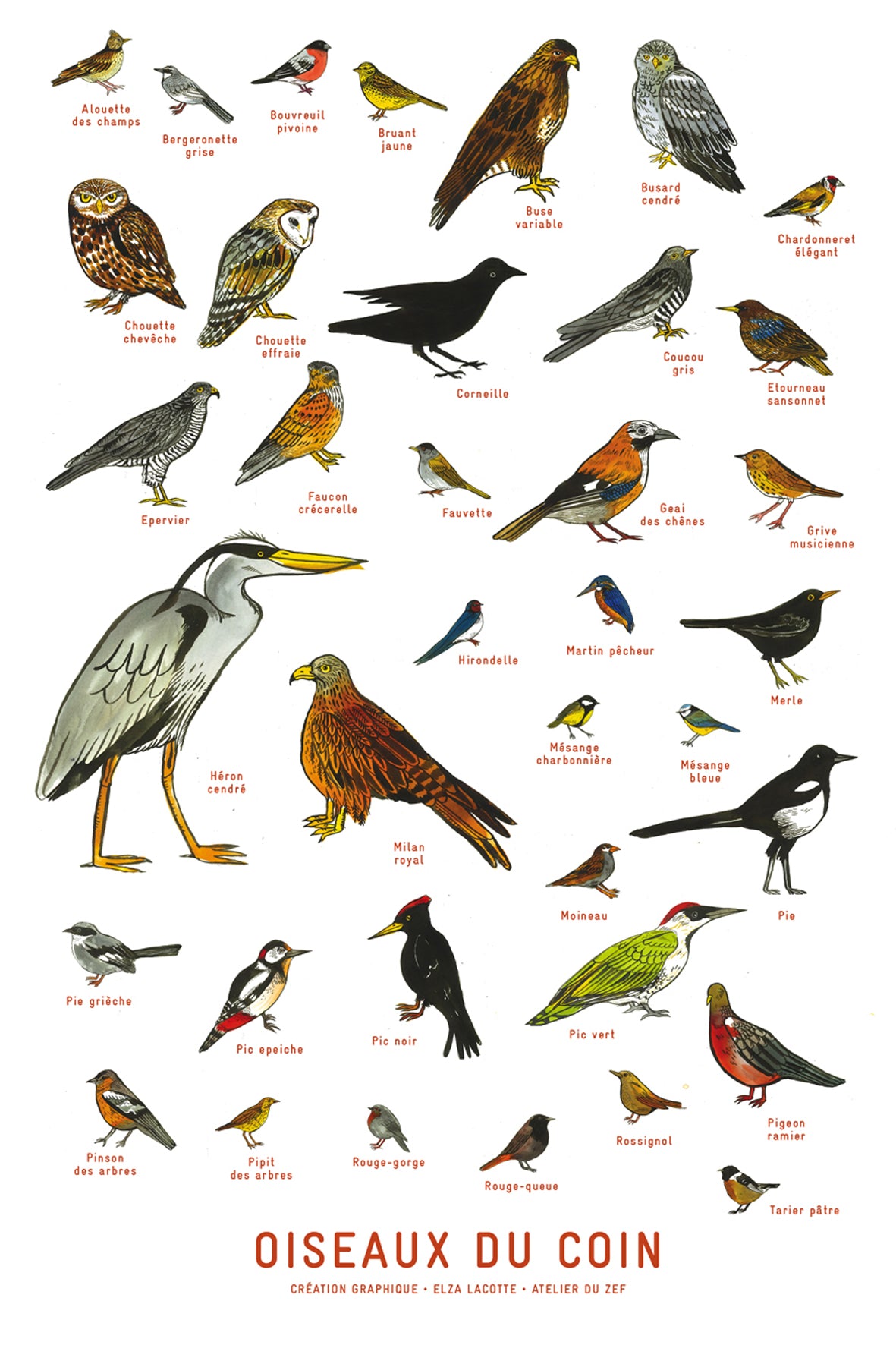 Affiche les oiseaux du coin